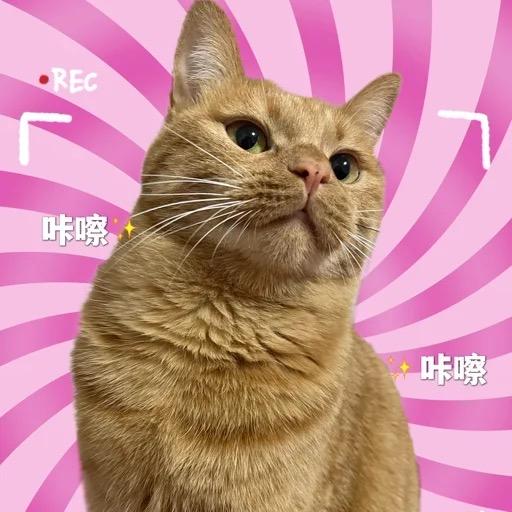 我讨厌吃桃子TVT