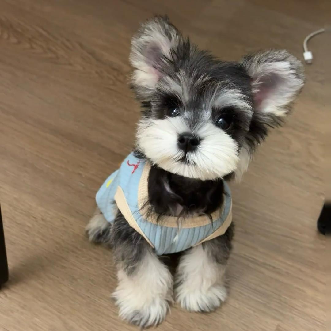 小邵买狗（余姚哲凯猫狗批发