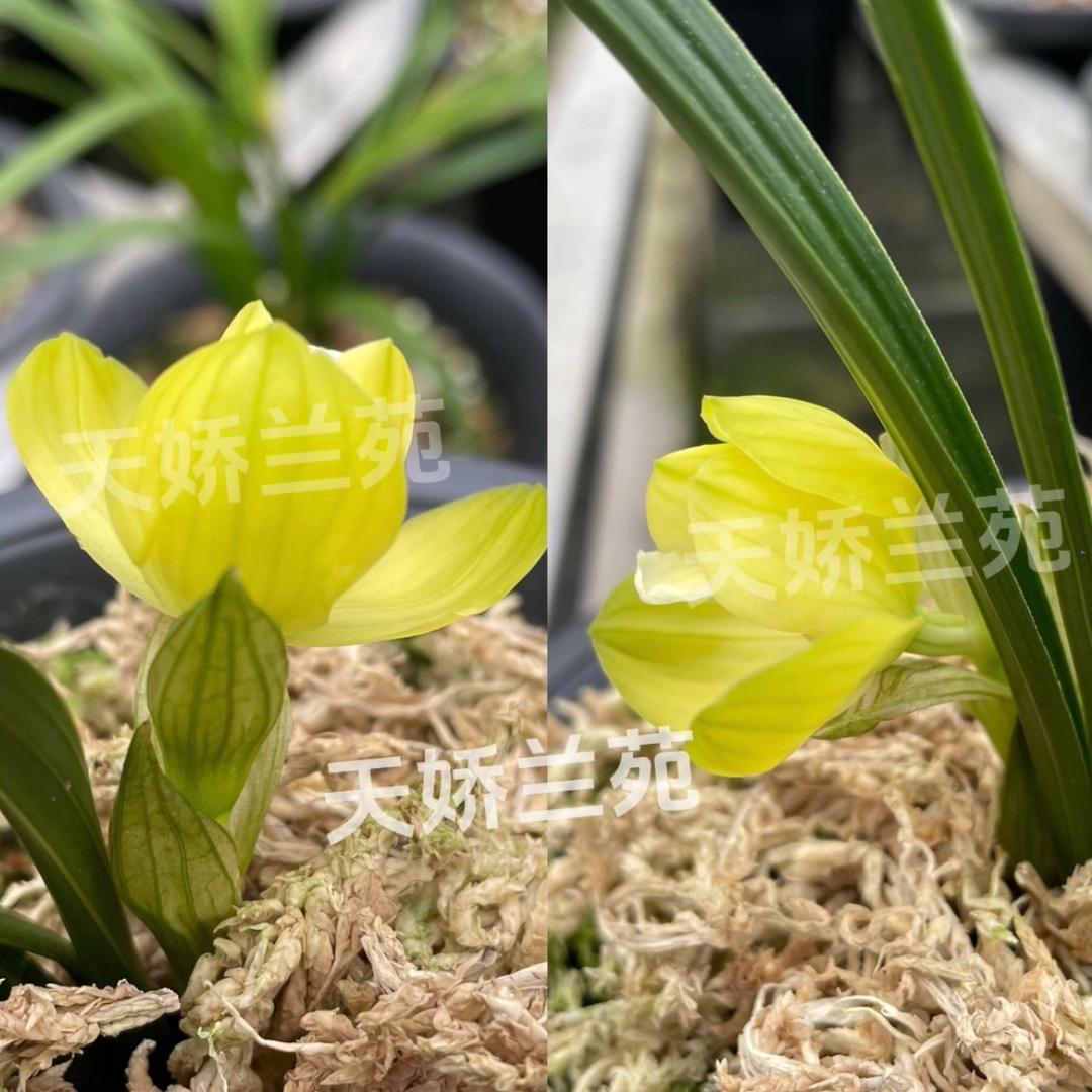 天娇兰苑经营部