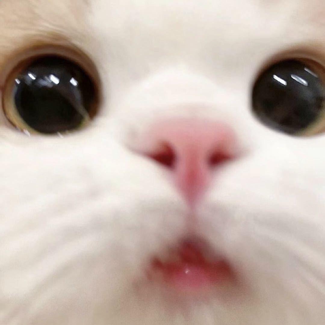 Mmiao