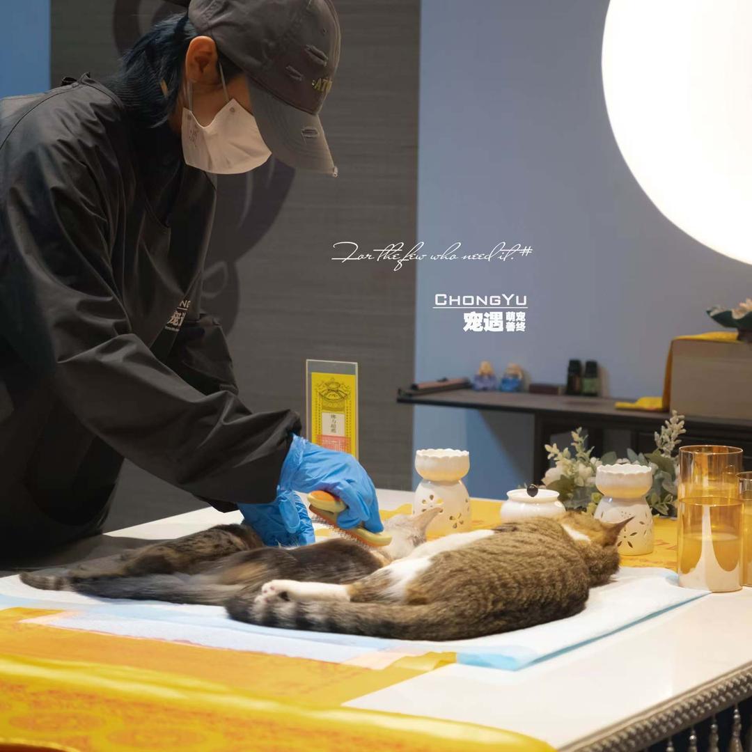 邯郸宠遇宠物纪念馆