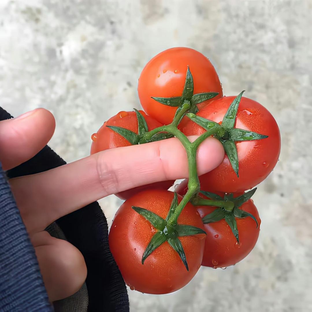 有趣的番茄🍅