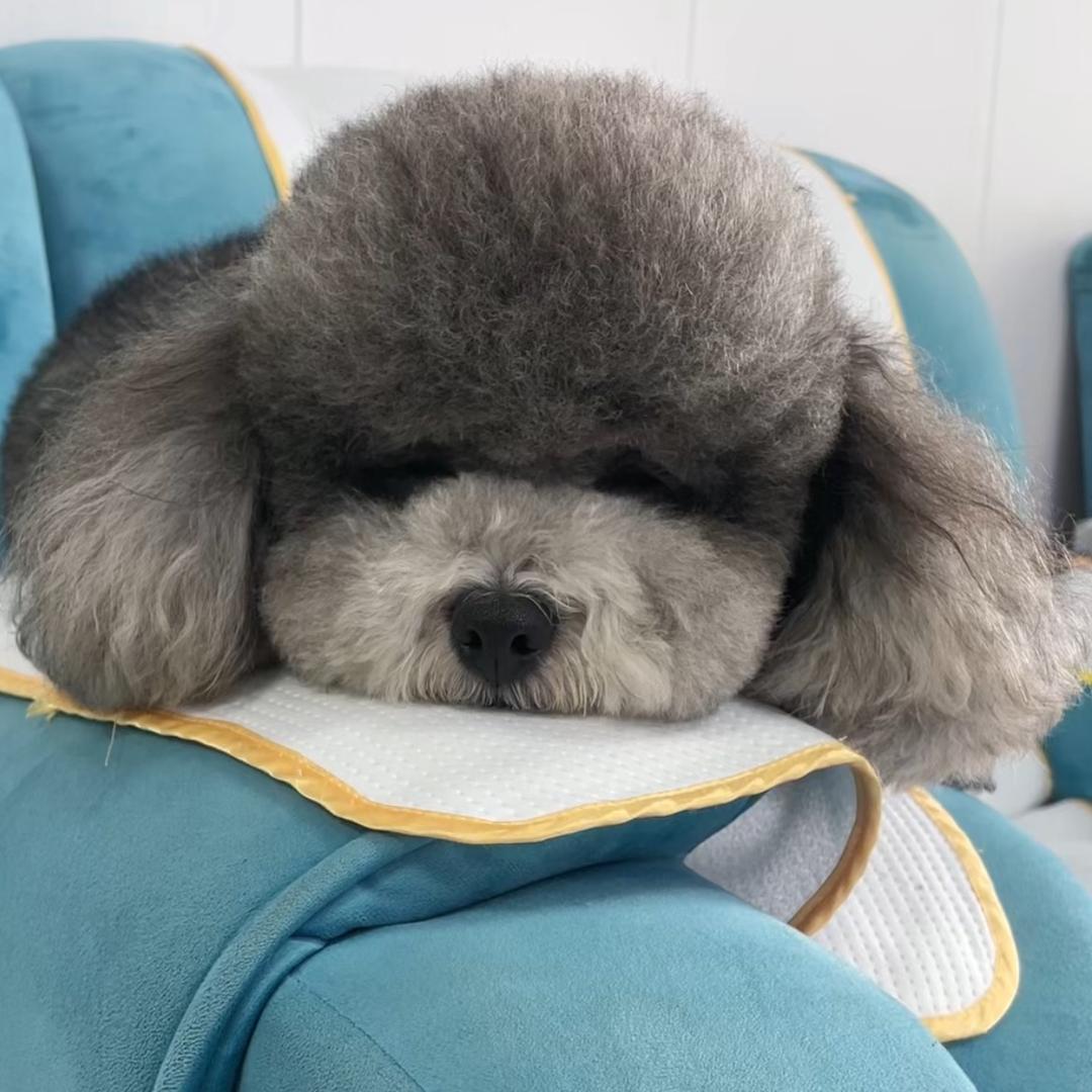 家有三宝🌻🌹🌻🌹🌻