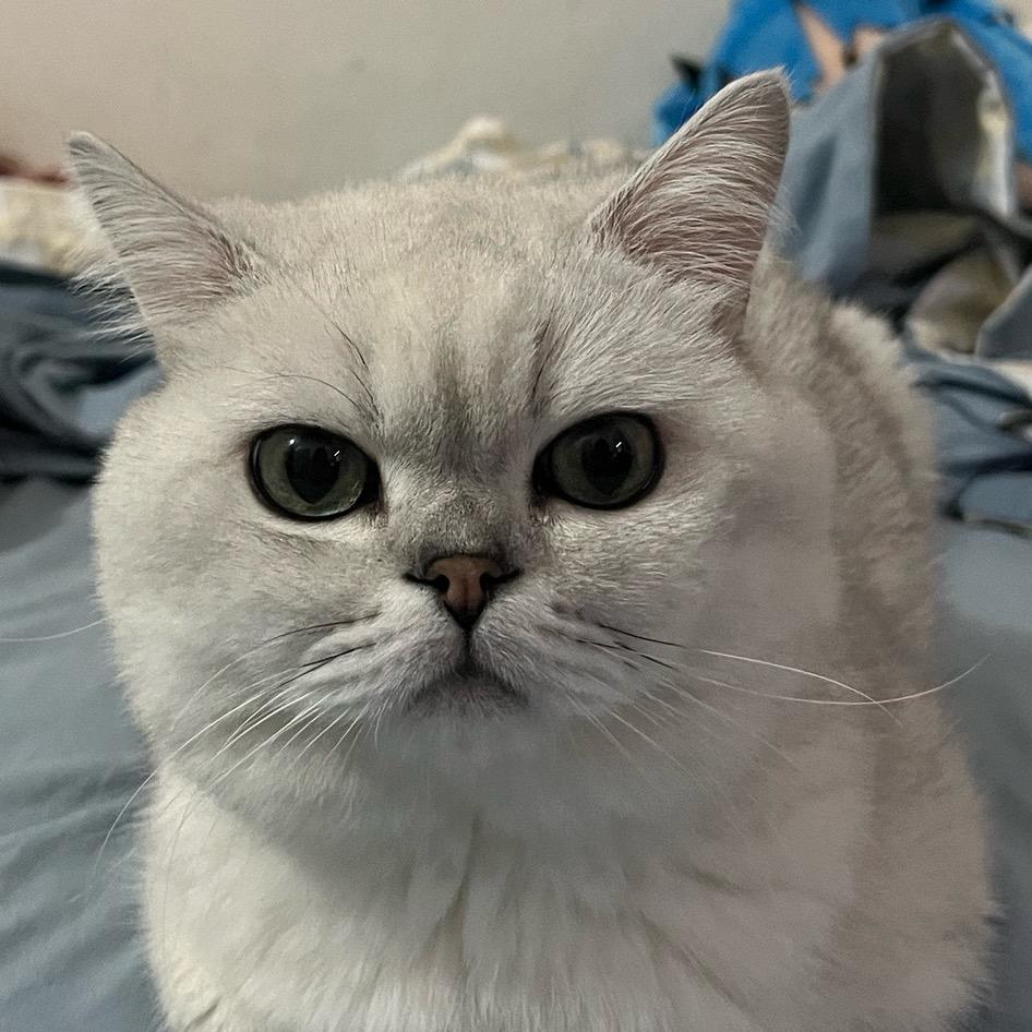 Bibi