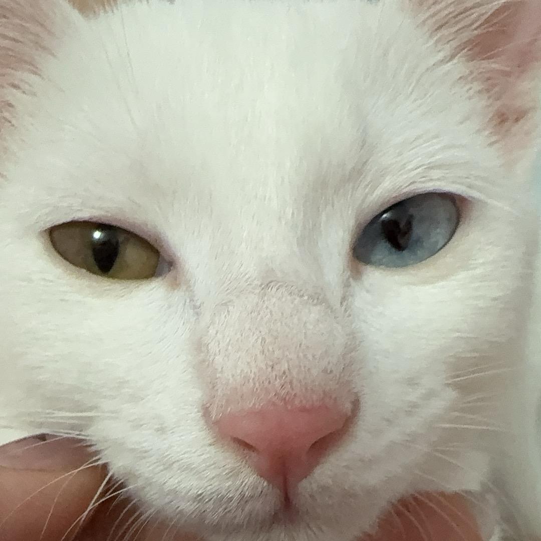 巴中神墨艾莱克Lily