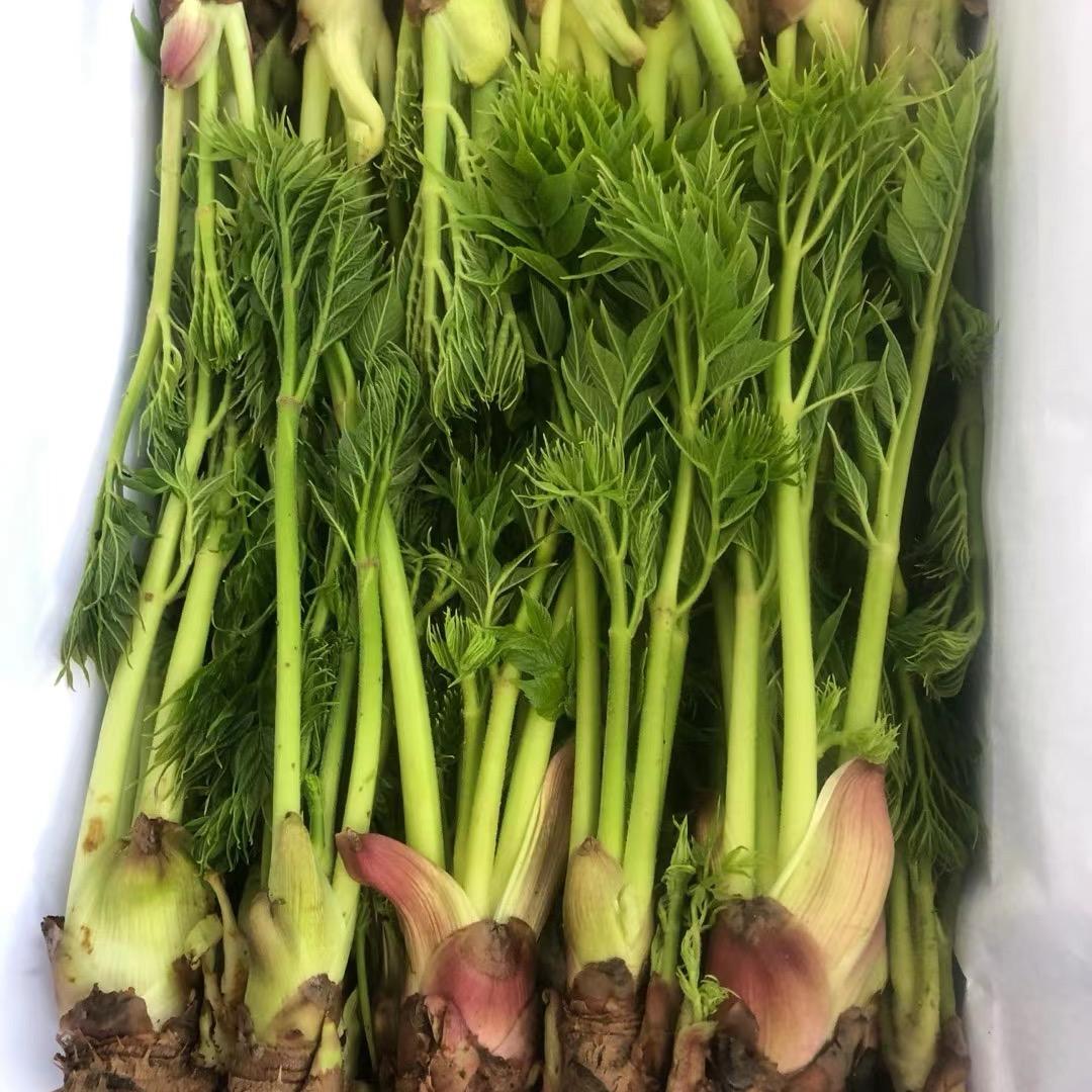 清原山野菜