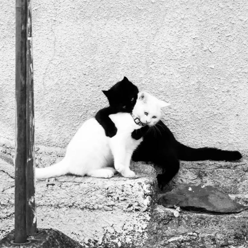 🩸LIFE（孤独的狼🕷️