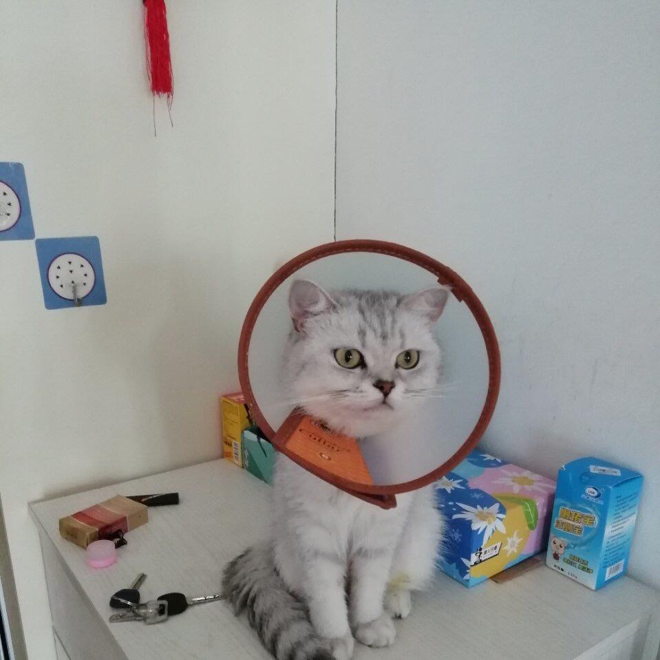 ˗ˋˏʕ̯•͡˔•̯᷅ʔˎˊ˗