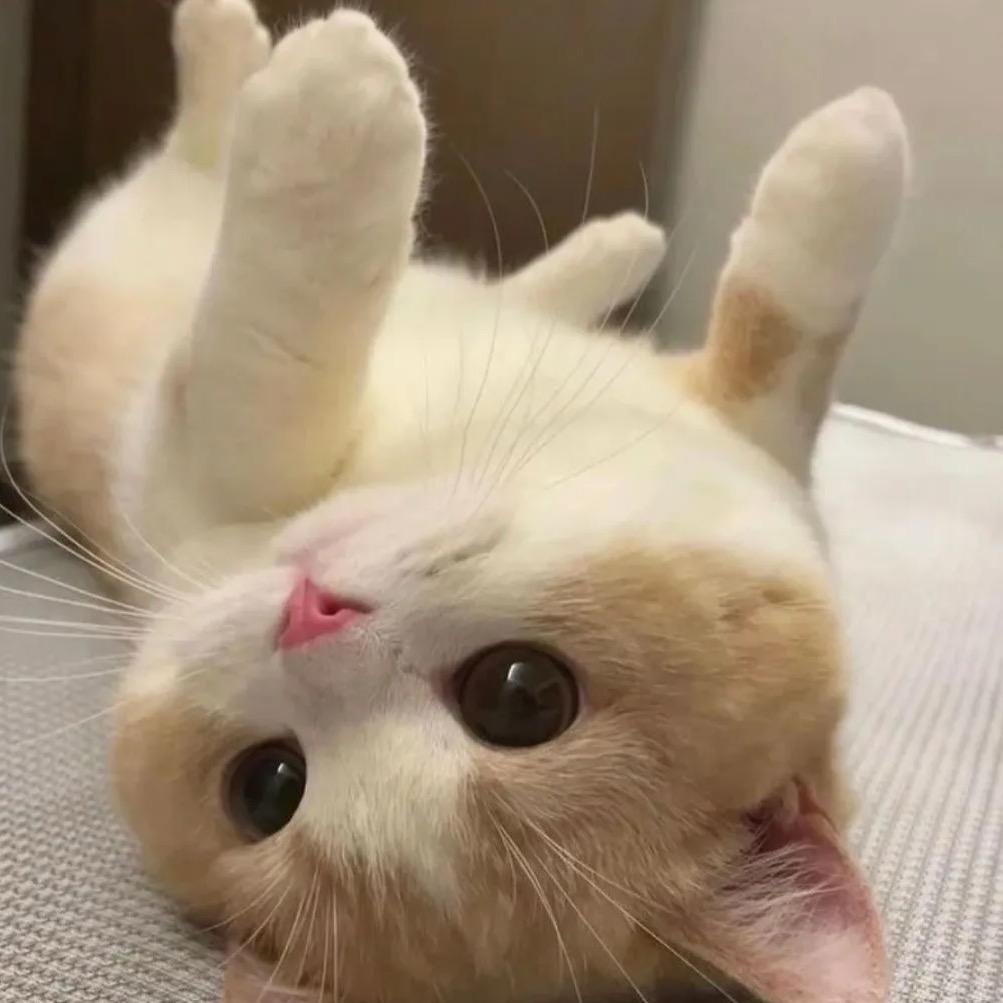 每天都爱吃龙虾🦞