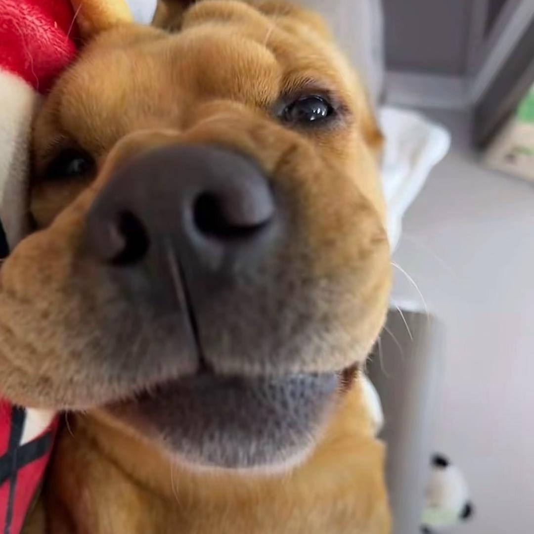 流口水的土拨兔