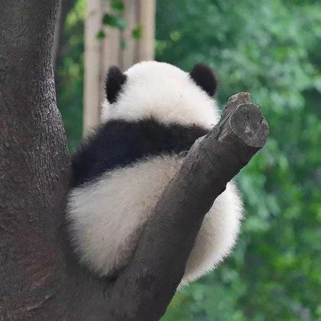 大表姐是猫粉