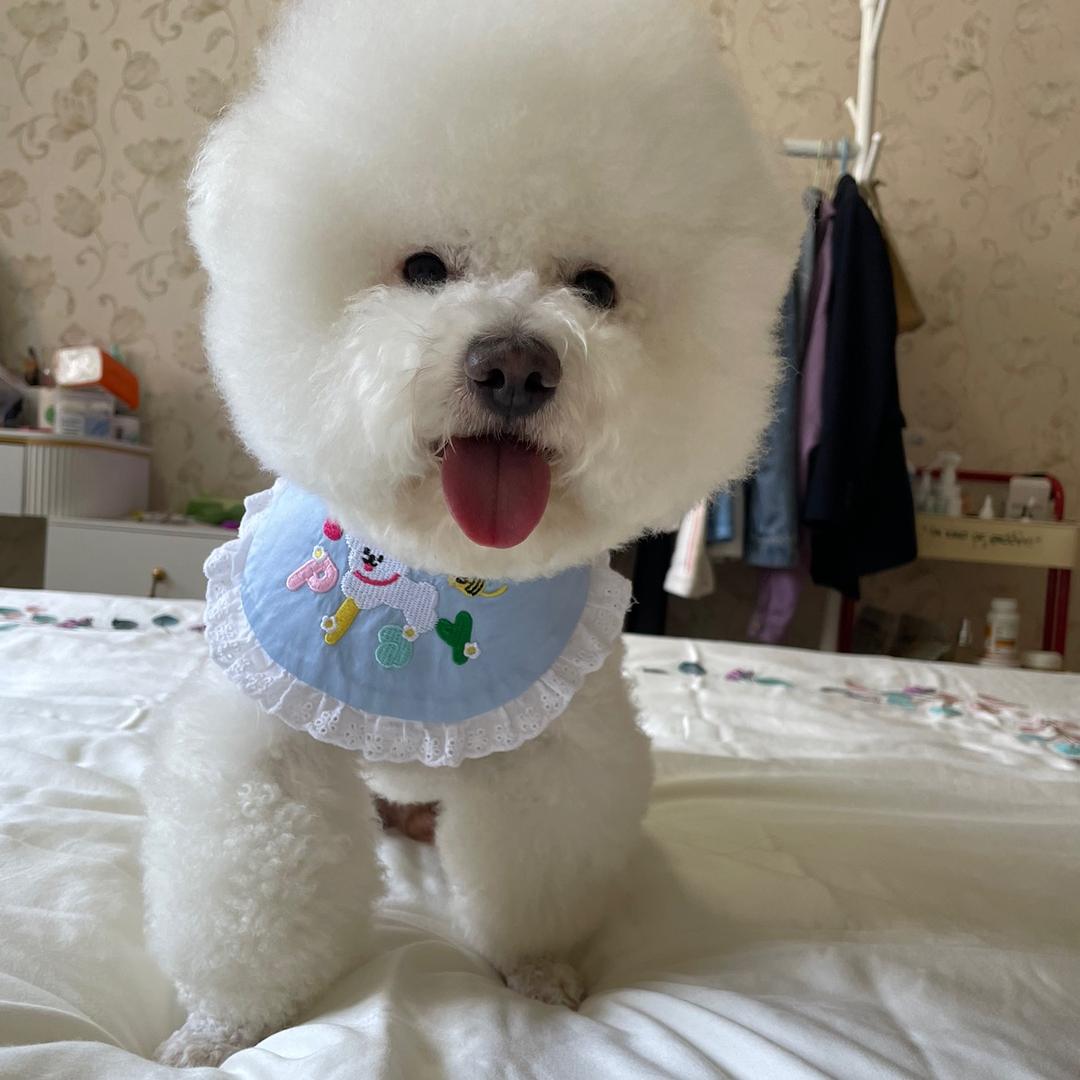 阿Q是小比熊