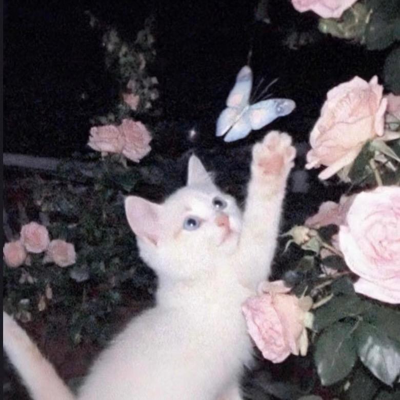 开心猫猫