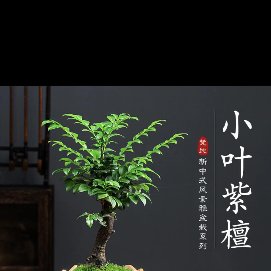 姬卉园艺
