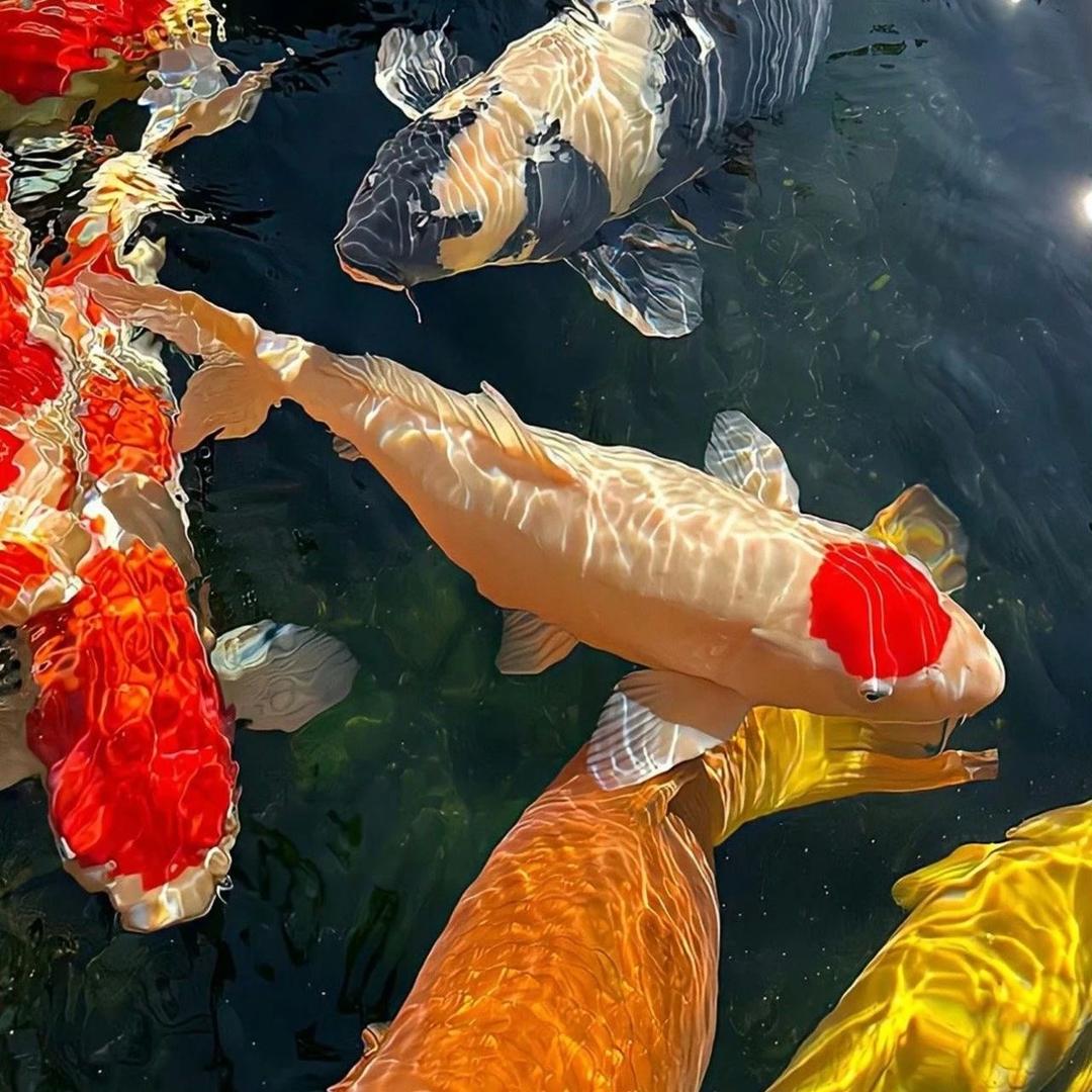 山东鱼苗（仁汇)