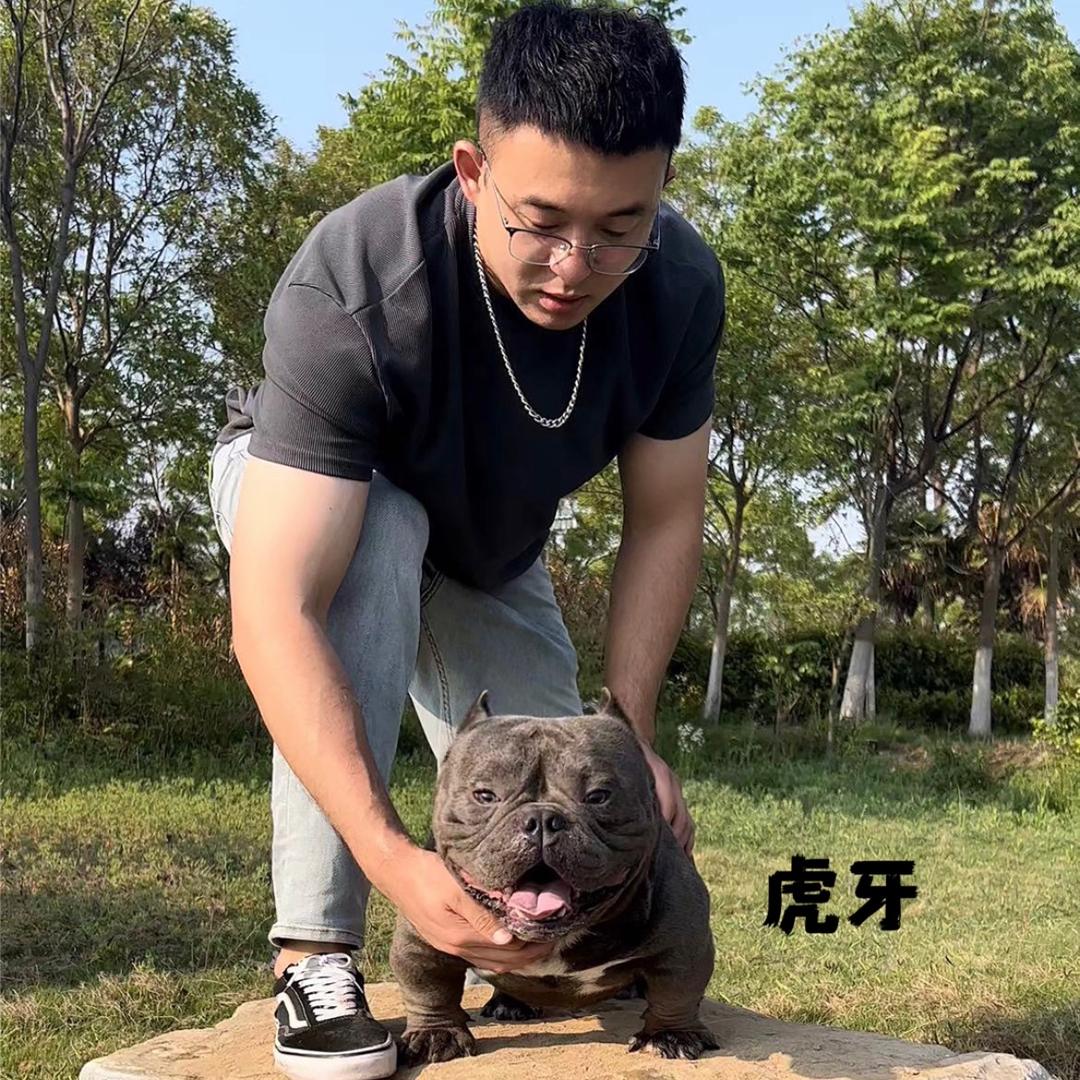 阿展宠物（恶霸犬舍）