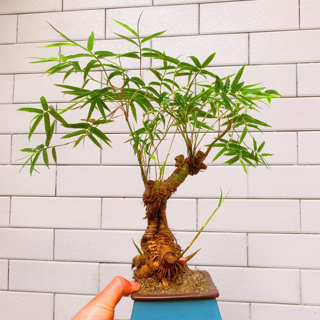 水流花铺