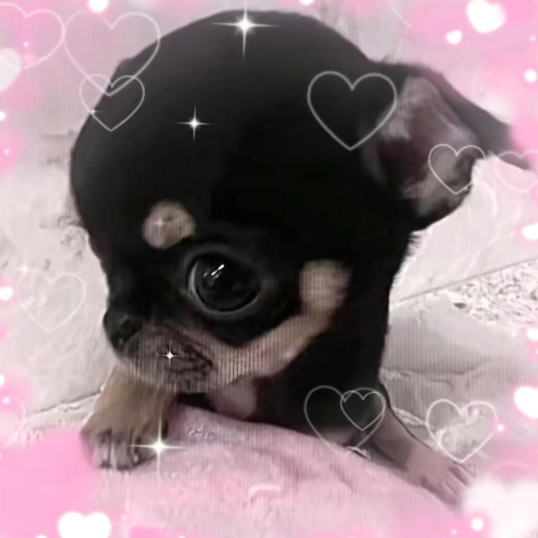 蓝莓汁🫐