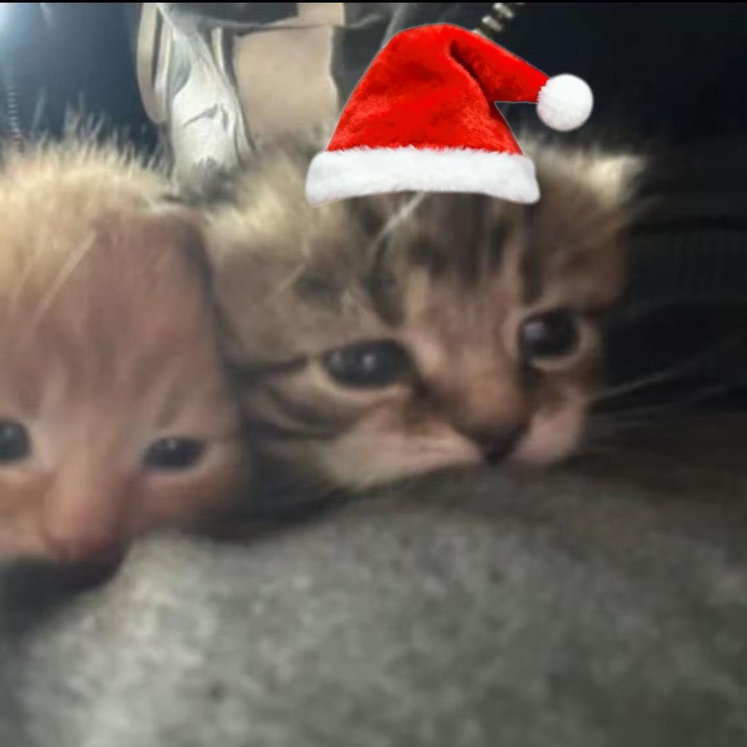 小猫海