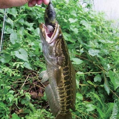 小黑钓鱼经验技巧