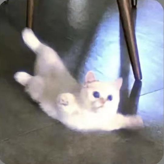 酱酱椰冻(✪ω✪)