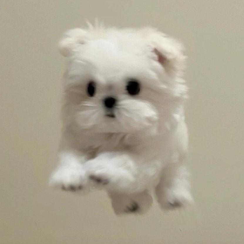 顺走一只猫