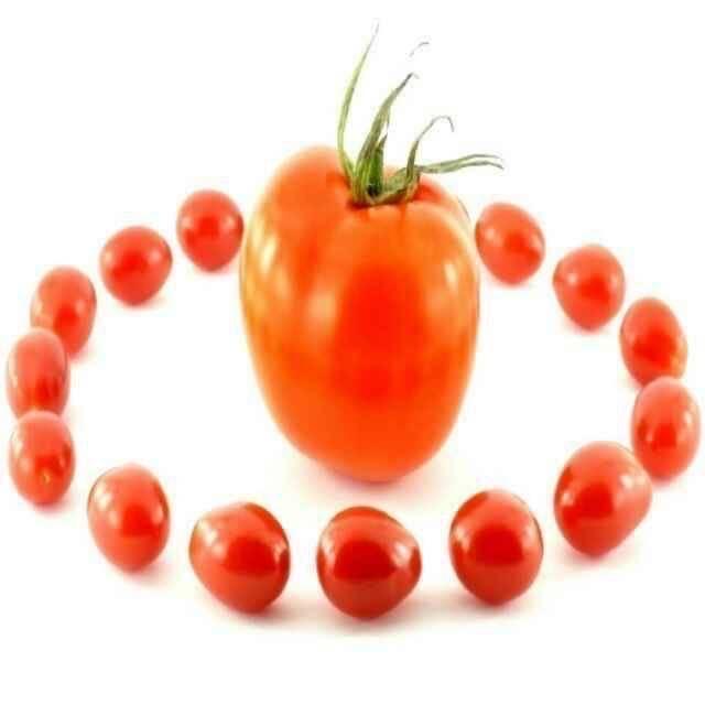 跟着番茄趣玩吧