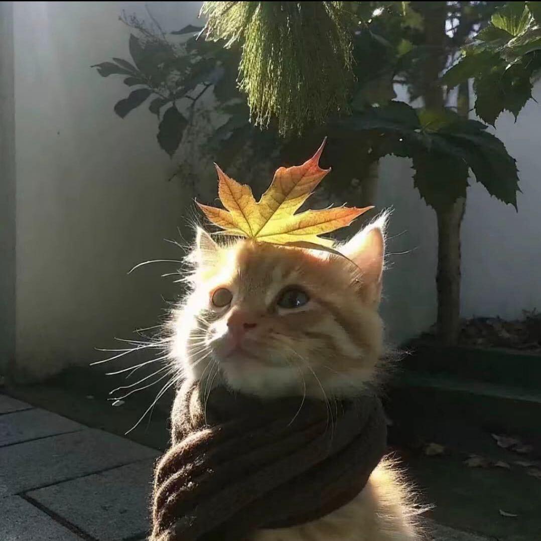 崤山上有蔷薇吗