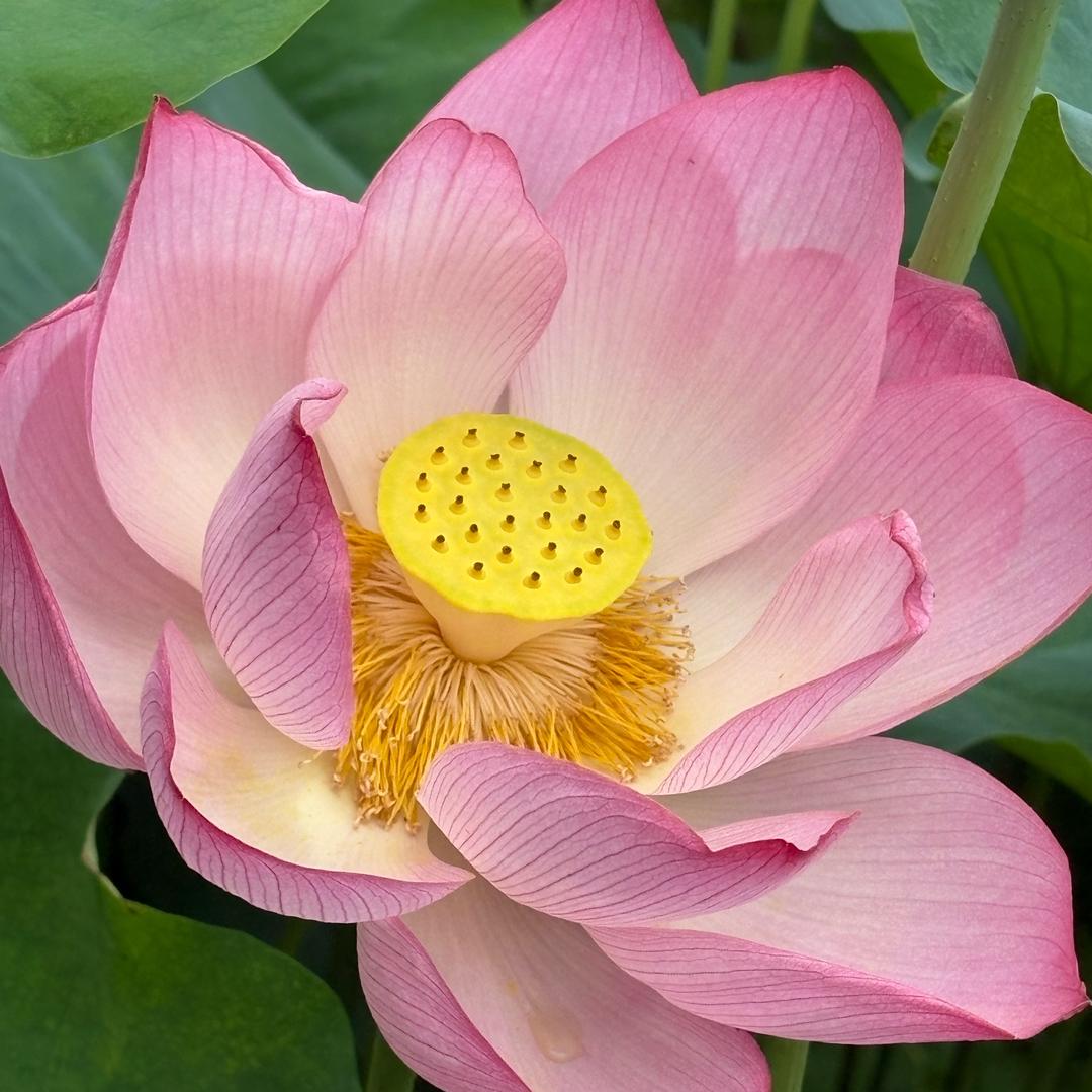 降龙伏虎
