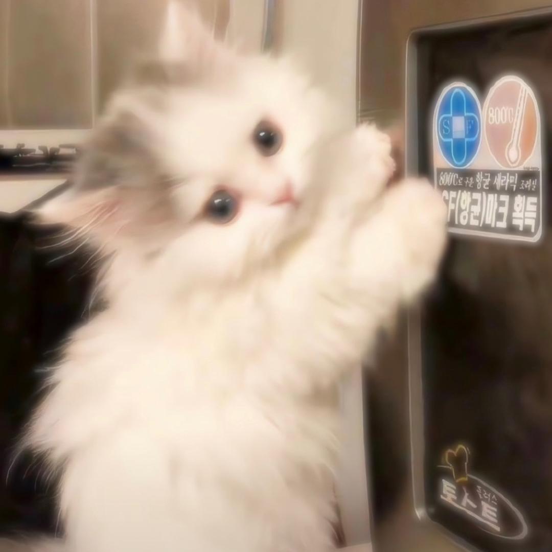 我的面包坏掉了