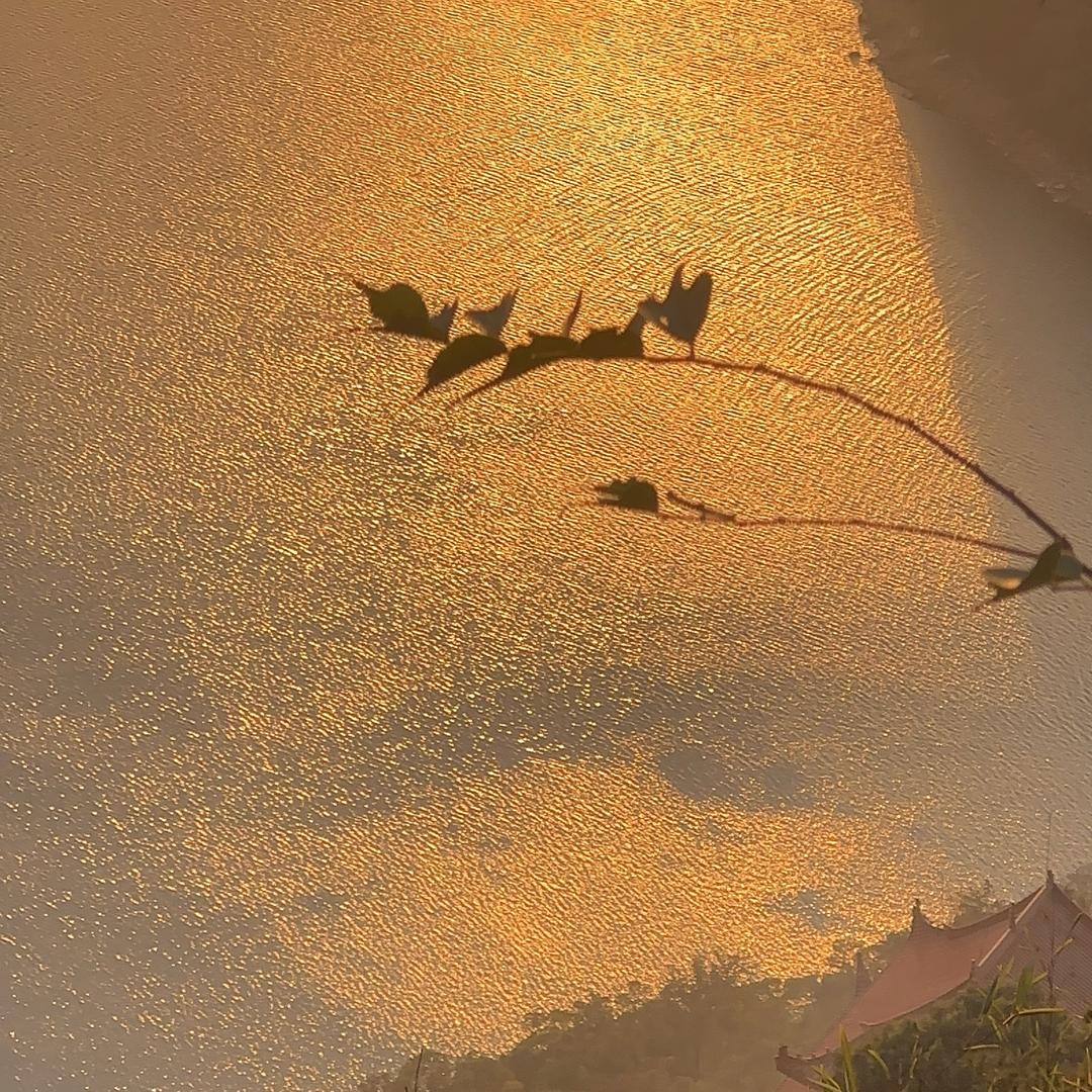 梅子