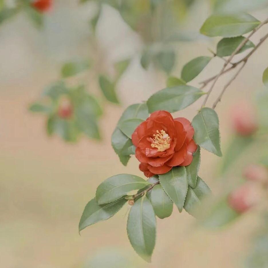 安陆花店  花 喜 ZHX