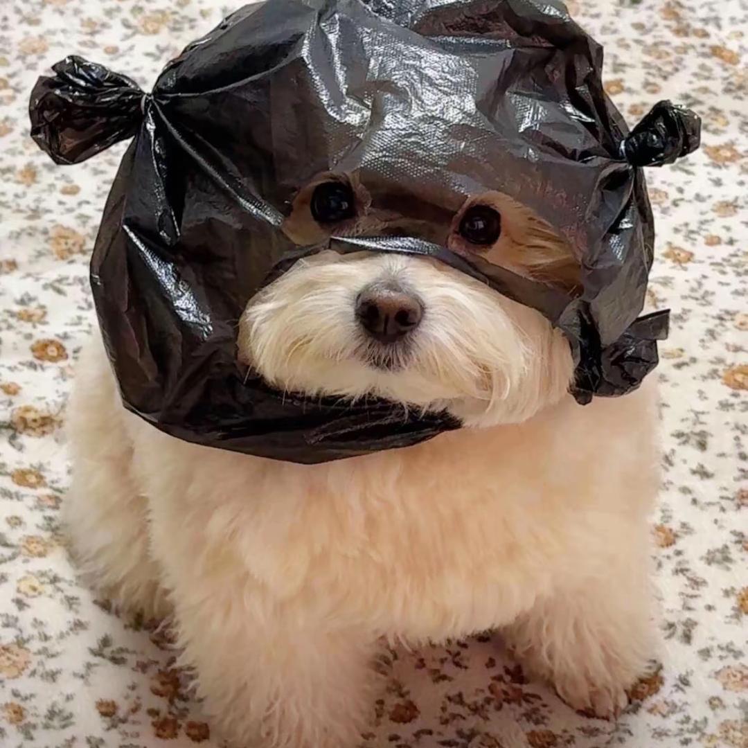 开颜宠物口腔