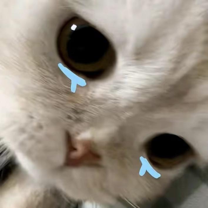 哭哭小猫🐾