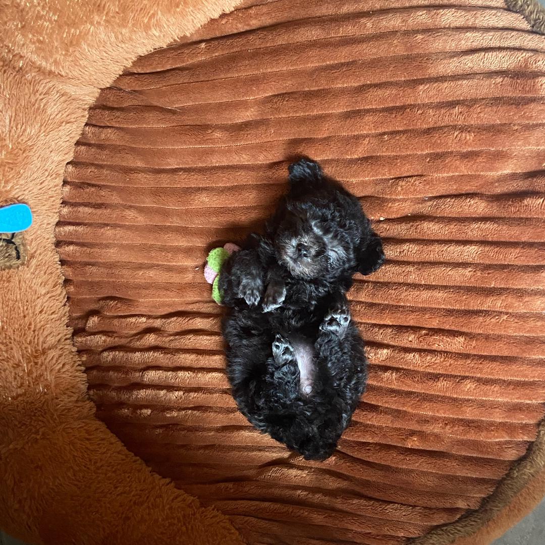 狗屁是只灰泰迪🐶