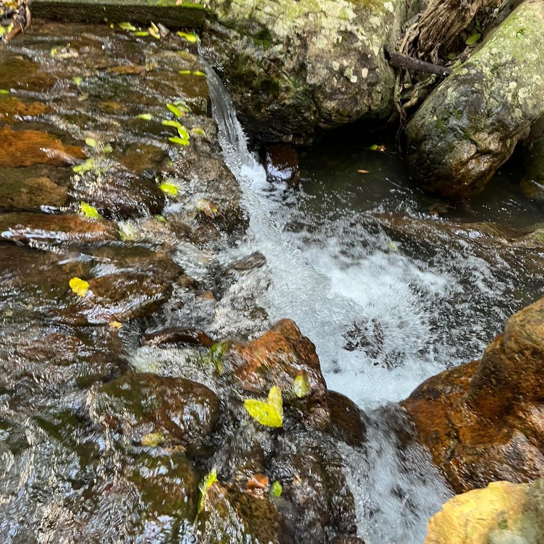 随风飘舞🦋