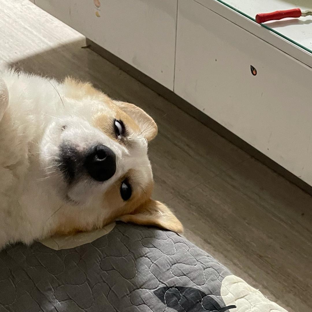 鹿艺拾麓