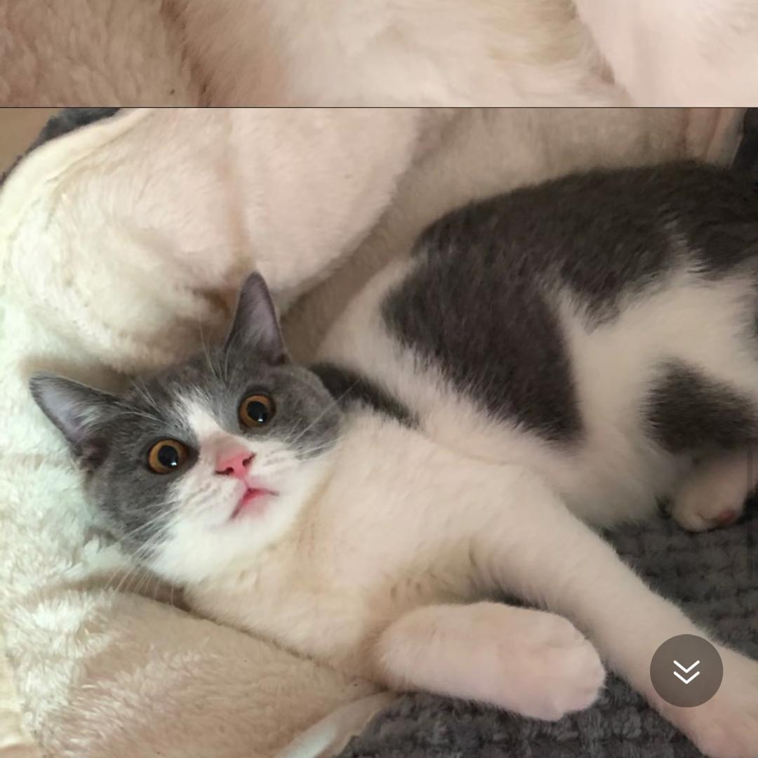 KK.