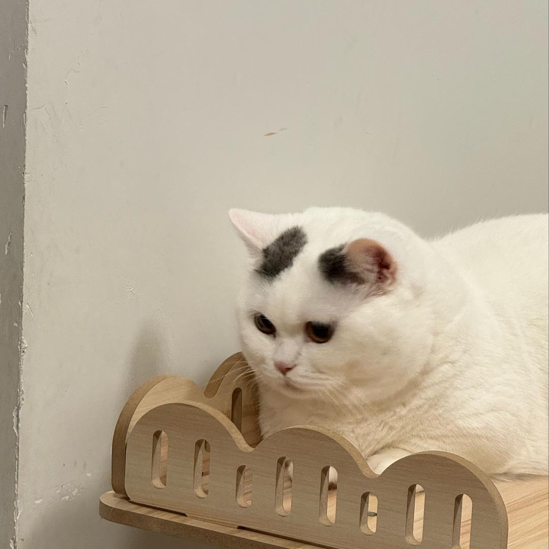 芳芳的猫🐱