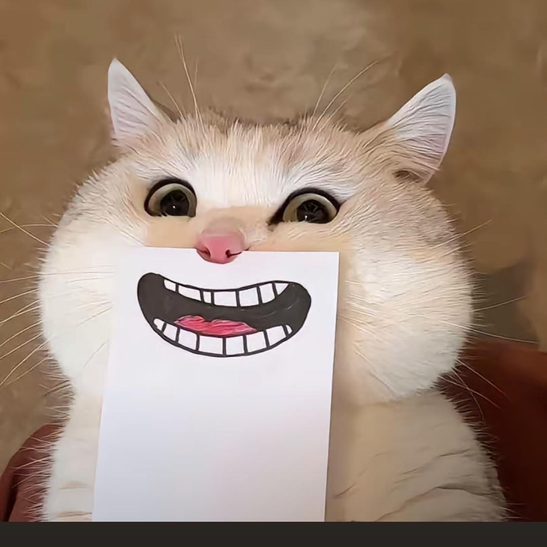 赵财猫