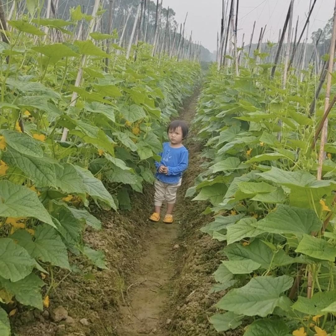 三那地瓜皮