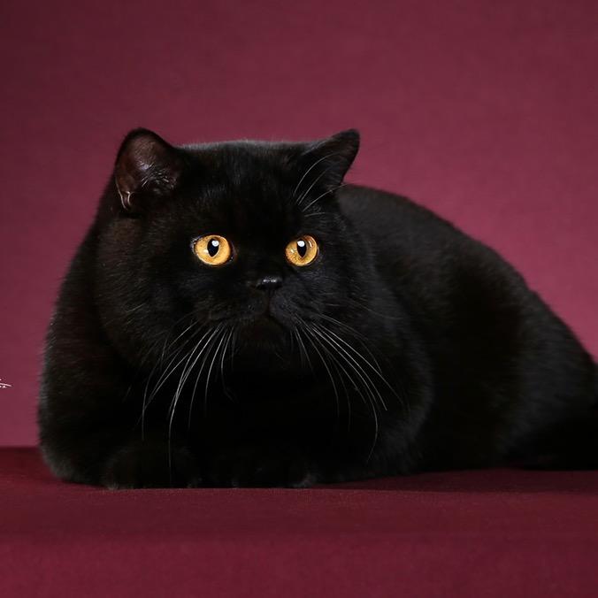 顶新名猫-黑猫与银渐层