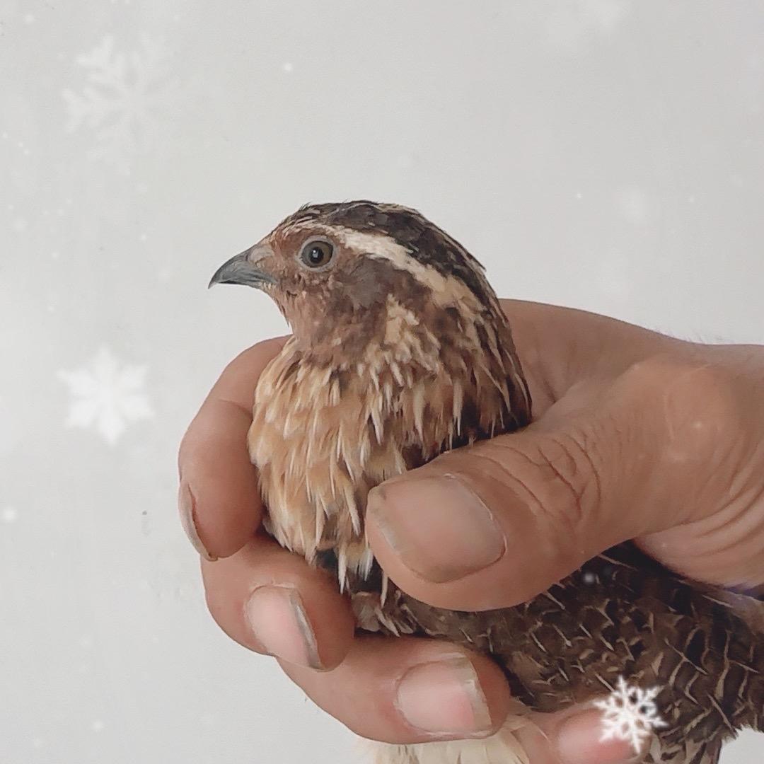 李建民斗鹌鹑繁育