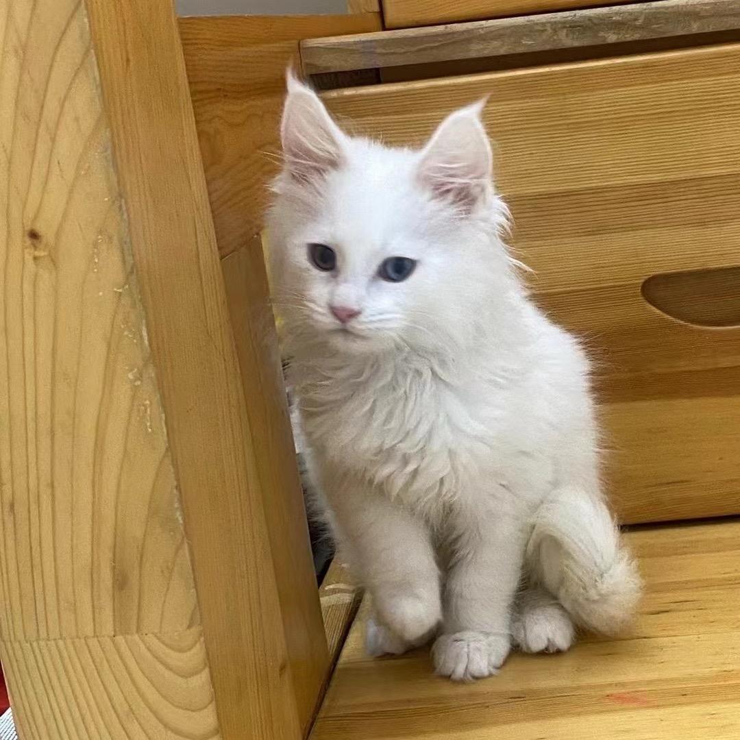 小羊和她的猫猫队