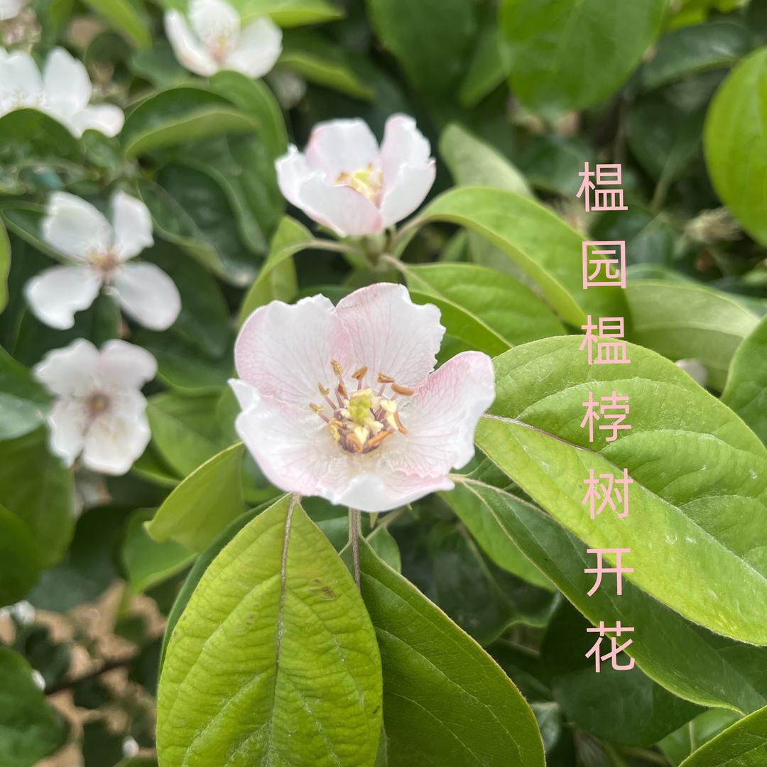 家庭果树盆栽