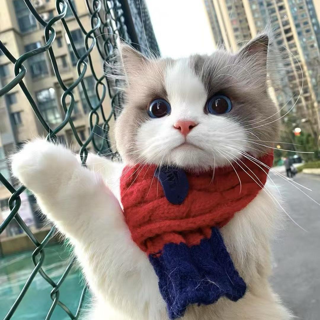 爱养猫的小爆