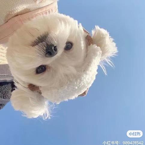 曼纱国际MAKEUP 糕糕