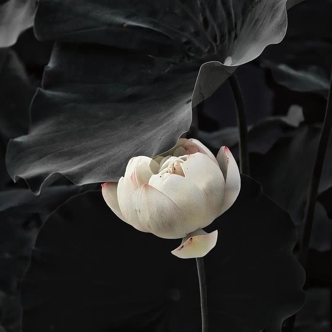 花开富贵.