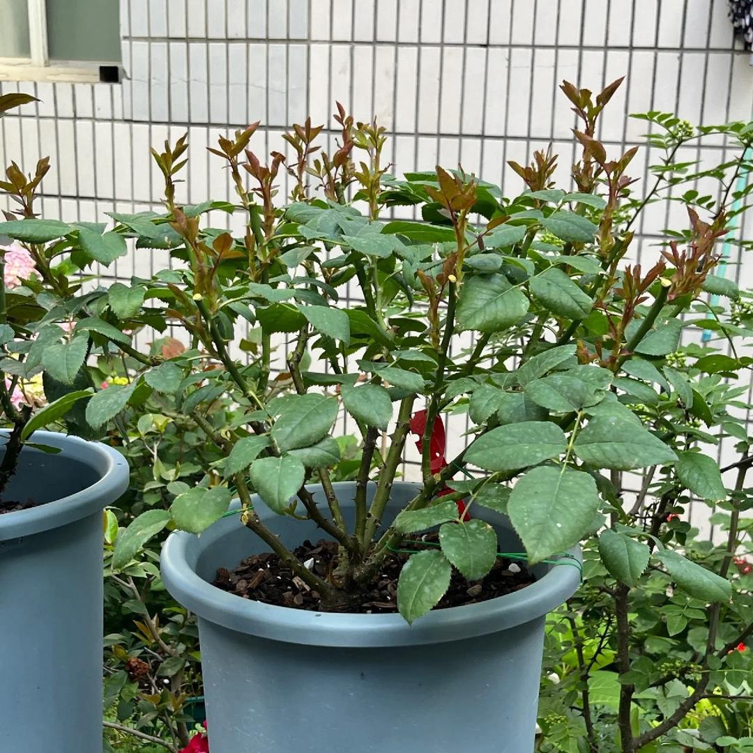 欧月花卉园（整箱铲花）