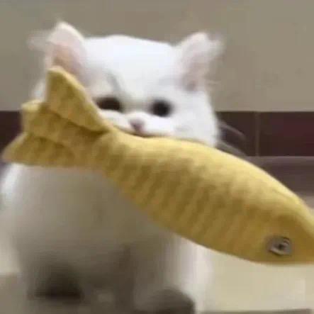 大鱼🐠
